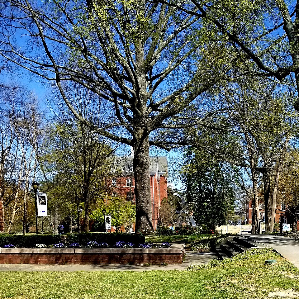A tree-lined college campus quad
